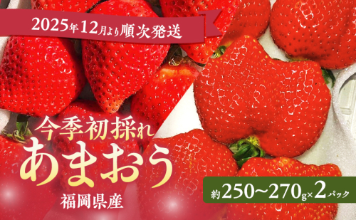 あまおう 【2025年12月より順次発送】 今季初採れあまおう 2パック【数量限定】イチゴ 苺 いちご 果物 福岡県産 限定 ※配送不可:離島 2226685 - 福岡県大刀洗町