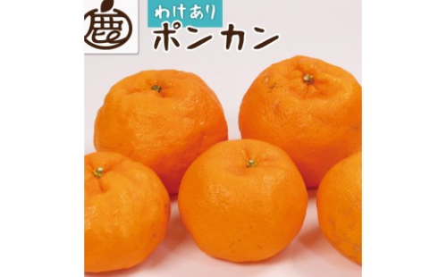 ［先行予約］家庭用 ポンカン10kg+250g（傷み補償分）［IKE258］ 2226995 - 和歌山県上富田町