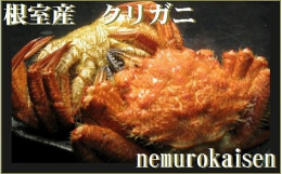 根室で水揚げされるクリガニです。身やミソの味わいを是非とも一度お試しください。