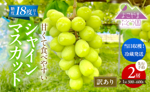 先行予約 [訳あり] 甘く食べやすい シャインマスカット 2房（1房 500～600g）＜出荷時期：2025年9月下旬～10月上旬ごろ＞数量限定 期間限定 果物 フルーツ ぶどう ブドウ マスカット 2230041 - 秋田県にかほ市