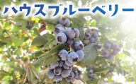 ハウス ブルーベリー 生 冷蔵 先行予約 4月出荷 400g 国産 果物 フルーツ 甘い 美味しい こだわり 春 数量限定 デザート ジャム コンポート スムージー ヨーグルト タルト マフィン 新鮮 産地直送 農家直送 早生品種 温室 温室栽培 プレゼント ギフト 贈り物 加藤園芸 神奈川 湘南 藤沢