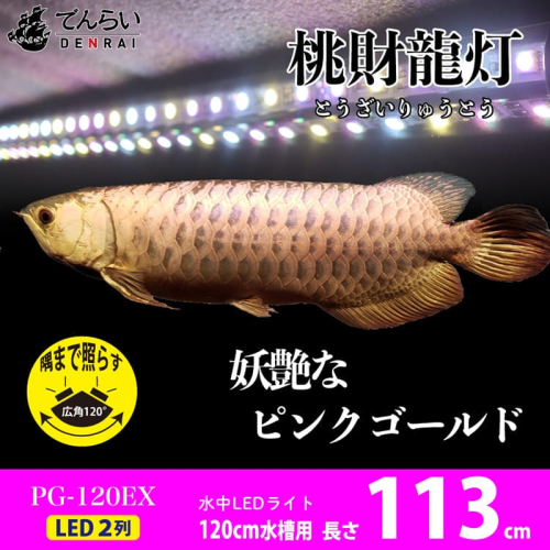 金龍の鱗を美しく照らす!ピンクゴールドの水中アロワナライト|PG120-EX［172C16］ 2231127 - 愛知県小牧市
