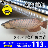 一瞬で綺麗に魅せる!金龍の青を最大限に強調する水中LEDライト|AK120-EX［172C18］