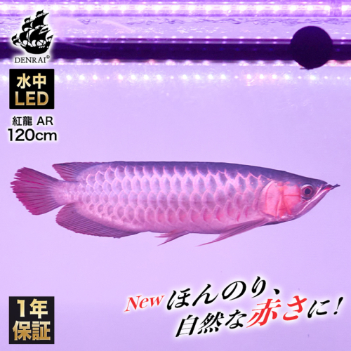 変化を体感!水を赤くせず、紅龍だけ美しく魅せる水中LEDライト|AR120-EX［172C19］ 2231130 - 愛知県小牧市