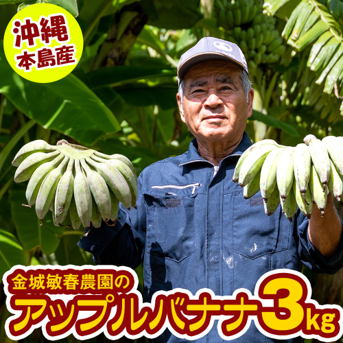 【沖縄本島産】金城敏春農園の「アップルバナナ」　3kg 2231182 - 沖縄県南風原町