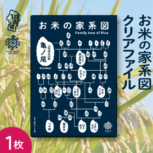 山形庄内かめこめプロジェクト お米の家系図 クリアファイル A4 1枚 オリジナル グッズ 文房具 2231725 - 山形県庄内町