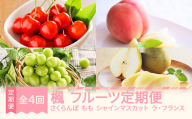 [先行予約]楓 フルーツ 定期便 全4回 さくらんぼ 佐藤錦 もも 白桃 ぶどう シャインマスカット ラ・フランス ギフト 果物 2026年産春始まり 山形県産 mm-ft4xx-a
