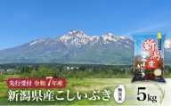 【先行予約 令和7年産 | 無洗米 こしいぶき】10月中旬より順次発送　無洗米　新潟県産こしいぶき 5kg 上越市 米 こめ コメ お取り寄せ