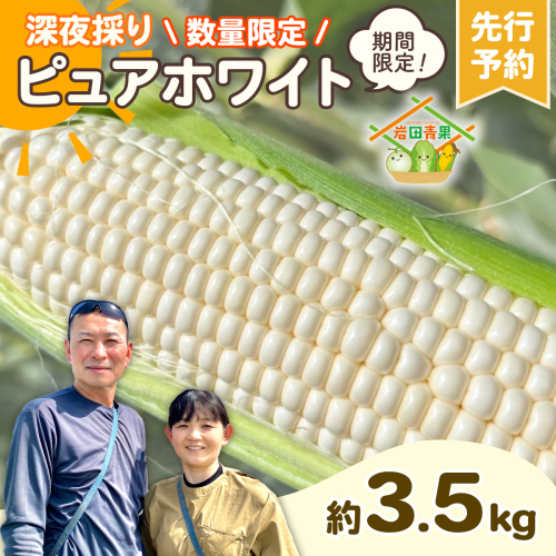 【先行予約 2026年6月下旬以降発送 】 【 令和8年産 】 深夜採り 朝出荷 白い とうもろこし ピュアホワイト 約3.5kg トウモロコシ 期間限定 甘い 生食 [AX059ya] 2233547 - 茨城県八千代町