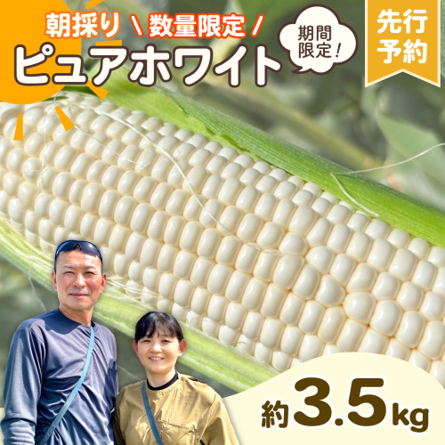 【先行予約 2026年6月下旬以降発送 】 【 令和8年産 】 朝採り 白い とうもろこし ピュアホワイト 約3.5kg トウモロコシ 期間限定 甘い 生食 [AX059ya] 2233547 - 茨城県八千代町