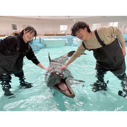 ノアドルフィンドーム　浅瀬でイルカと遊ぶ体験 ペア入場券付 2233868 - 大阪府堺市