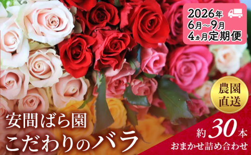 【2026年6月～9月定期便】安間ばら園 こだわりの バラ おまかせ詰め合わせ約30本 4か月定期便 花 ギフト 誕生日 記念日 花束 プレゼント バラ フラワーギフト 2234509 - 静岡県袋井市