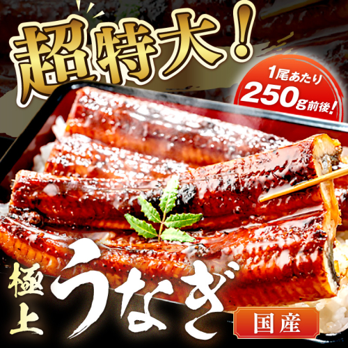 【定期便 隔月×3回】超特大！極上！国産うなぎ蒲焼 1尾 250g前後 2236108 - 京都府京丹後市