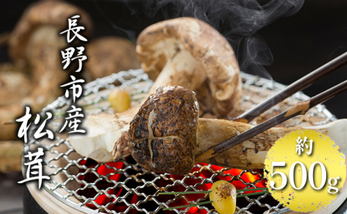長野市収穫 松茸 約500g(4～8本)野菜 きのこ まつたけ 2236903 - 長野県長野市