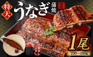 国産うなぎ蒲焼 1尾（230〜250g）と特製タレ1個セット 【2025年12月27日発送】｜ 鰻 ウナギ 蒲焼 うなぎ蒲焼 タレ付 大阪府 阪南市