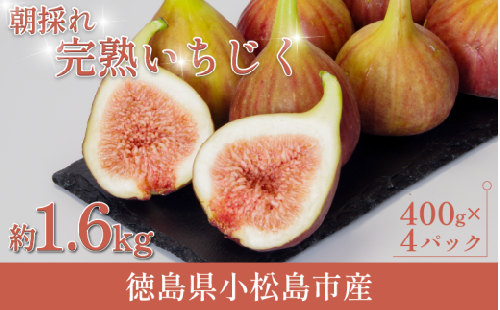 【2026年8月順次発送】朝採れ 完熟 いちじく 1.6kg(400g×4パック） 甘い フルーツ 産地直送 デザート 季節限定 ケーキ 果実 旬 無花果 コンポート ジャム 小松島
