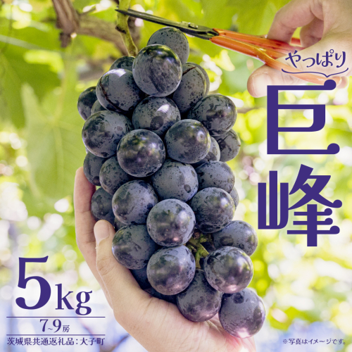 巨峰 5kg (7～9房) 【2026年7月上旬発送開始】(茨城県共通返礼品：大子町) ぶどう 葡萄 ブドウ フルーツ 果物 スイーツ 2237746 - 茨城県牛久市
