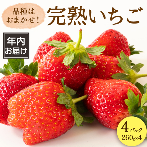 【 年内お届け 】 完熟 いちご 4パック 大粒 いちご 苺 イチゴ フルーツ 果物 [AF114ci] 2238063 - 茨城県筑西市