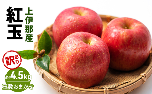 訳あり りんご 紅玉 4.5kg (玉数おまかせ) 果物 フルーツ 信州 長野 駒ヶ根市 2238499 - 長野県駒ヶ根市