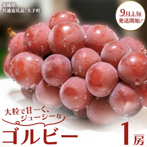 ゴルビー １房【2025年9月上旬発送開始】(茨城県共通返礼品：大子町) ぶどう ブドウ 葡萄 果物 フルーツ 果実  2239947 - 茨城県牛久市