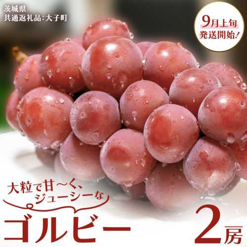 ゴルビー 2房【2025年9月上旬発送開始】(茨城県共通返礼品:大子町) ぶどう ブドウ 葡萄 果物 フルーツ 果実 2239950 - 茨城県牛久市