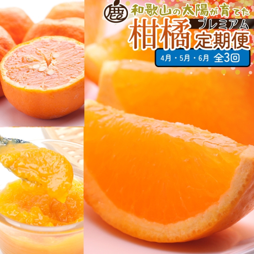 【定期便】厳選 柑橘定期便 S 3回（4～6月）※北海道・沖縄・離島への配送不可※4月・5月・6月に発送 2240957 - 和歌山県美浜町