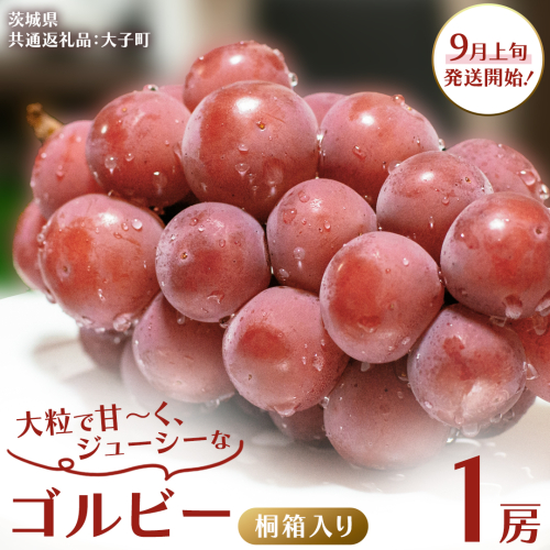 【桐箱入り】 ゴルビー １房【2025年9月上旬発送開始】(茨城県共通返礼品：大子町) ぶどう ブドウ 葡萄 果物 フルーツ 果実 贈答用 ギフト 贈り物 プレゼント 2241535 - 茨城県牛久市