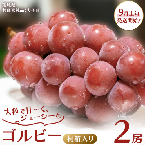 【桐箱入り】 ゴルビー ２房 【2025年9月上旬発送開始】(茨城県共通返礼品：大子町) ぶどう ブドウ 葡萄 果物 フルーツ 果実 贈答用 ギフト 贈り物 プレゼント 2241635 - 茨城県牛久市