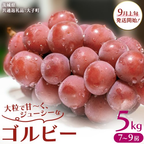 ゴルビー 5kg (7～9房)【2025年9月上旬発送開始】(茨城県共通返礼品：大子町) ぶどう ブドウ 葡萄 果物 フルーツ 果実  2241689 - 茨城県牛久市