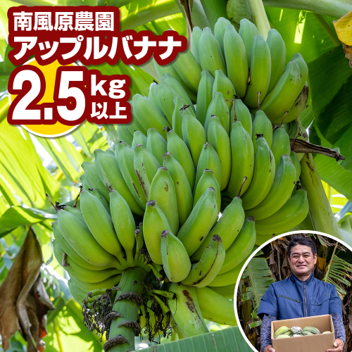 南風原農園　アップルバナナ　2.5kg以上 2241774 - 沖縄県南風原町