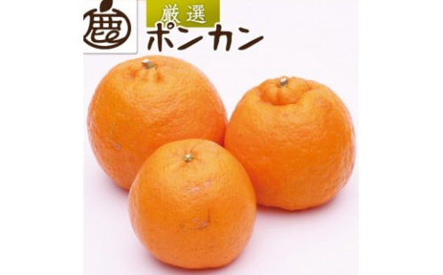 厳選 ポンカン10kg+250g（傷み補償分）［IKE257］ 2241780 - 和歌山県那智勝浦町