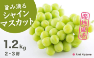【2026年発送★先行予約】さわやかに滴るシャインマスカット 約1.2kg以上 065-023-26y | シャインマスカット 発送 アミナチュール 笛吹市 山梨県 フルーツ 果物 ぶどう 葡萄 シャインマスカット おすすめ  贈答 2025 山梨 山梨県笛吹市 産地 期間限定 1.2kg 笛吹 葡萄 国産 ぶどう 人気 新鮮 種なし 高級 くだもの 1.2kg 完熟 ブドウ