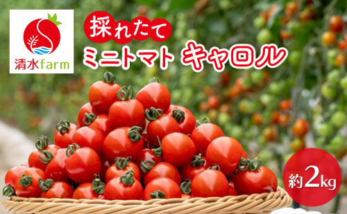 【2025年9月中旬～発送】富良野産 採れたて直送! ミニトマト キャロル10 【約2kg】 (清水farm) トマト ミニトマト とまと 野菜 新鮮 甘い 季節限定 北海道 富良野 ふらの 2242877 - 北海道富良野市