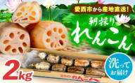 ＼毎年10月より順次発送／＼朝採れ／ 洗いれんこん 2kg レンコン 蓮根 産地直送 野菜 愛西市 / 山三レンコン 【配達不可：離島】 [AEBK005]