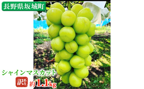 冷蔵シャインマスカット 約1.1kg 房 秀品 柳澤果樹園 ぶどう 長野 マスカット ブドウ フルーツ 果物 シャイン 果物類　訳アリ 2245429 - 長野県坂城町