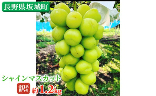 冷蔵シャインマスカット 約1.2kg 粒 秀品 柳澤果樹園 ぶどう 長野 マスカット ブドウ フルーツ 果物 シャイン 果物類 2245435 - 長野県坂城町