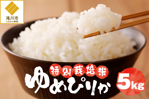 【先行予約】令和7年産米 北海道滝川産 特別栽培ゆめぴりか 5kg ※10月中旬・新米からお届け｜北海道 滝川市 米 お米 白米 ご飯 ゆめぴりか ユメピリカ 特別栽培米 特別栽培  2245436 - 北海道滝川市