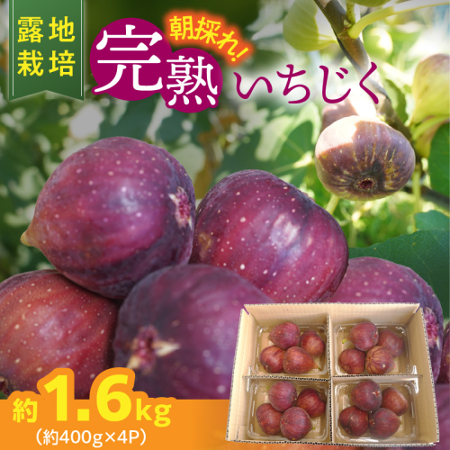 【露地栽培】朝もぎ フレッシュな完熟いちじく 碧南市 にいみ農園 フルーツ いちじく トマト農家 H031-007 2245832 - 愛知県碧南市