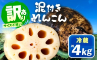 訳あり 泥付きれんこん 4kg (冷蔵) 野菜 レンコン 愛西市 / JAあいち海部れんこんセンター 【配送不可地域：北海道・沖縄・離島】 [AEDK002]