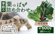 [爬虫類用] 季節の葉っぱ詰め合わせ セット 約 600g 60サイズ ( 草食 雑食 爬虫類 ペットフード ペット リクガメ カメ イグアナ 動物 ごはん ご飯 おやつ 野菜 葉 葉野菜 旬 栄養 安心 新鮮 きよしファーム 南丹市 京都府 京都 )