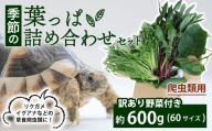 [爬虫類用] 訳あり野菜と季節の葉っぱ詰め合わせ セット 約 600g 60サイズ ( 訳あり 訳あり野菜 草食 雑食 爬虫類 ペットフード ペット リクガメ カメ イグアナ 動物 ごはん ご飯 おやつ 野菜 葉 葉野菜 旬 栄養 安心 新鮮 きよしファーム 南丹市 京都府 京都 )