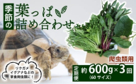 [爬虫類用][定期便3回] 季節の葉っぱ詰め合わせ セット 約 600g 60サイズ ( 定期便 3カ月 草食 雑食 爬虫類 動物 ペットフード ペット リクガメ カメ イグアナ ごはん ご飯 おやつ 野菜 葉 葉野菜 旬 栄養 安心 新鮮 きよしファーム 南丹市 京都府 京都 )