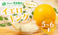 【先行予約】イエローキングメロン 5 ～ 6玉 入り（ 計 4kg 以上 ）メロン イエロー キング メロン フルーツ 果物 愛知県 田原市 渥美半島 お取り寄せ スイーツ ギフト 贈り物 プレゼント 贈答 贈答用 ニュー渥美 観光