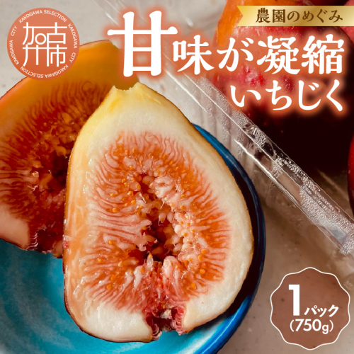 期間限定【農園のめぐみ】甘味が凝縮いちじく750g×1《 数量限定 限定 果物 くだもの フルーツ いちじく 無花果 送料無料 》【2500C08201】 2248937 - 兵庫県加古川市