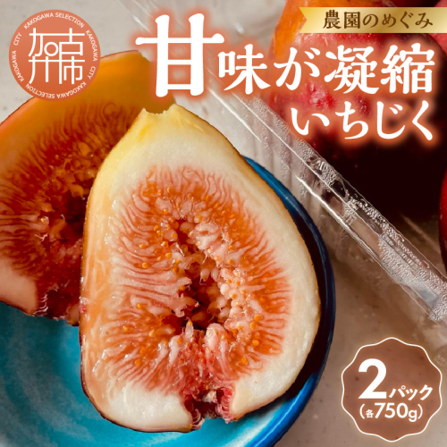 期間限定【農園のめぐみ】甘味が凝縮いちじく750g×2《 数量限定 限定 果物 くだもの フルーツ いちじく 無花果 送料無料 》【2401C08210】 2248943 - 兵庫県加古川市