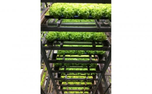 Osaka Agri Marche フリルレタス・バタビアレタス 2248945 - 大阪府堺市