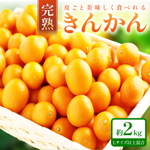 完熟きんかん/金柑 約2kg 和歌山産≪先行予約2026年2月頃より順次発送分≫ 2248974 - 和歌山県御坊市