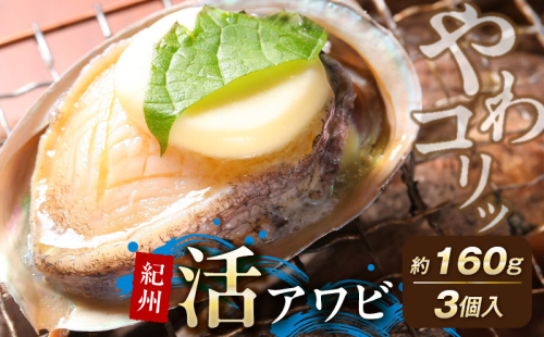 YG1001_やわコリ食感 紀州活アワビ 【3個入】 約160g 2249876 - 和歌山県湯浅町