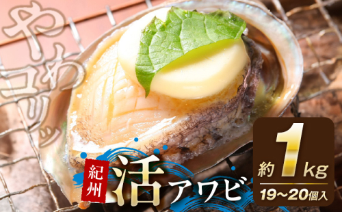 YG1005_やわコリ食感紀州活アワビ【19～20個入】 約1000g 2249880 - 和歌山県湯浅町
