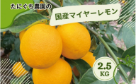 たにぐち農園の国産マイヤーレモン 2.5kg【2025年12月～2026年1月初旬の期間で順次発送致します。】  / 檸檬 レモン れもん 柑橘 国産 大容量 数量限定 ご家庭用 家庭用